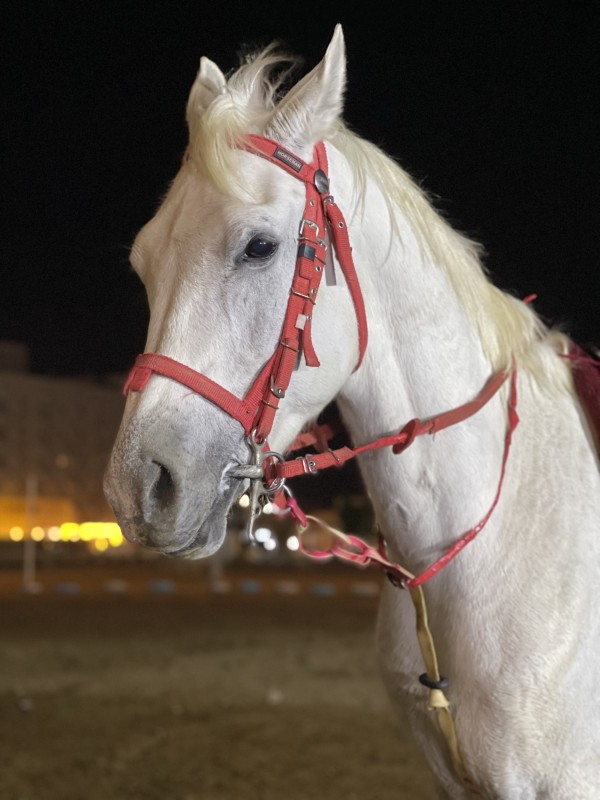 صور